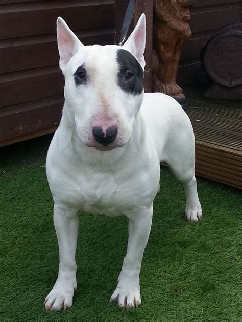 Please add an additional pay pal fee of $7. . Bull terrier for sale